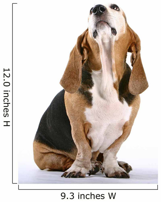 Basset Hound Wall Decal