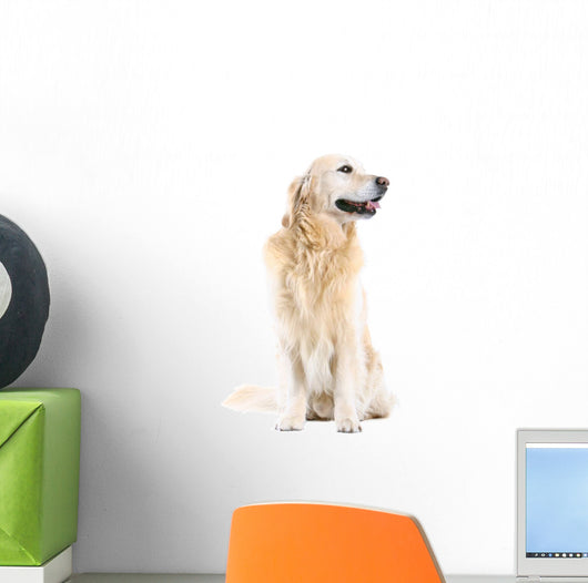 Golden Retriever Wall Decal