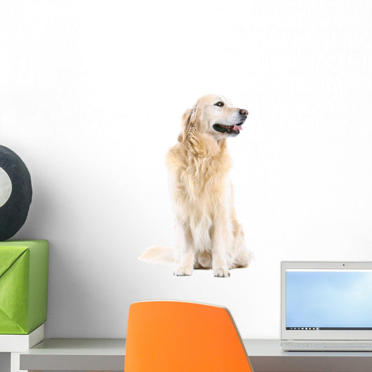 Golden Retriever Wall Decal
