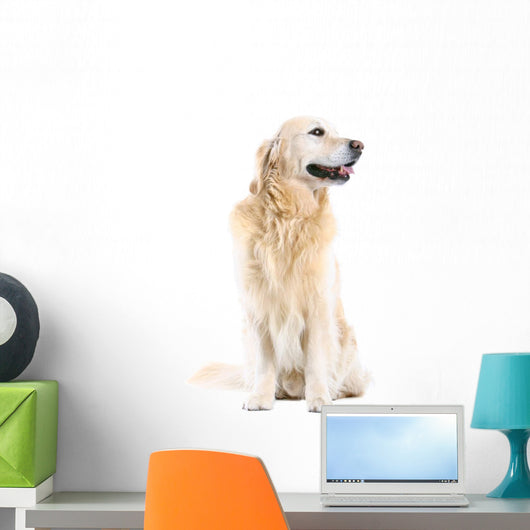 Golden Retriever Wall Decal