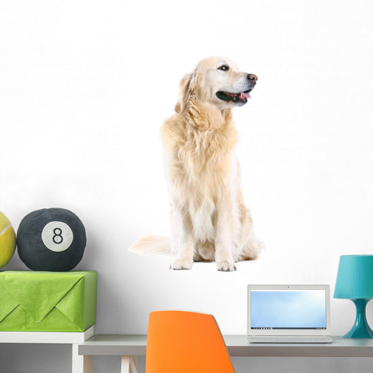 Golden Retriever Wall Decal