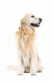 Golden Retriever Wall Decal