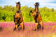 Two Horses Rearing up Wall Decal