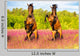 Two Horses Rearing up Wall Decal