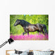 Black Horse Walking Beautiful Wall Decal
