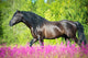 Black Horse Walking Beautiful Wall Decal