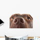 Brown Labrador Nose Close-up Wall Decal
