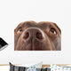 Brown Labrador Nose Close-up Wall Decal