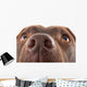Brown Labrador Nose Close-up Wall Decal