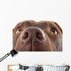 Brown Labrador Nose Close-up Wall Decal