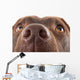 Brown Labrador Nose Close-up Wall Decal