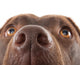 Brown Labrador Nose Close-up Wall Decal