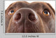 Brown Labrador Nose Close-up Wall Decal