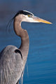 Great Blue Heron Ardea Wall Decal