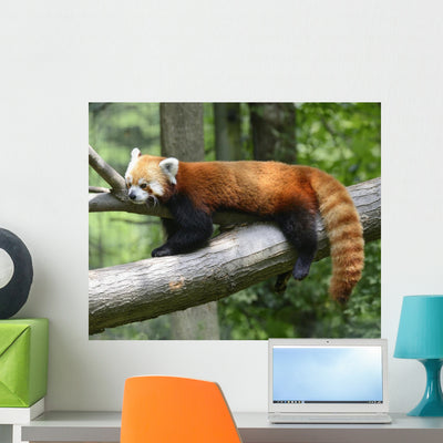 Red Panda Wall Decal shown on a wall