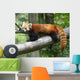 Red Panda Wall Decal