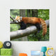 Red Panda Wall Decal