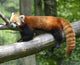 Red Panda Wall Decal