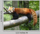 Red Panda Wall Decal