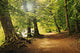 Forest Path Wall Decal