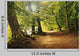 Forest Path Wall Decal