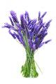 Bunch Lavender Wall Decal
