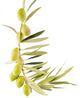 Olives Branch Wall Decal