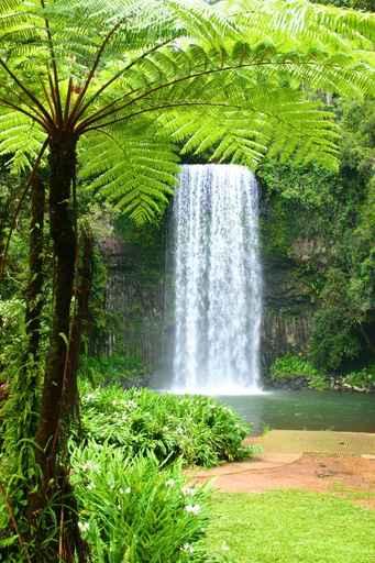 Millaa Millaa Falls Wall Decal