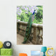 Peacock Fence Wall Decal