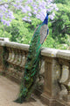 Peacock Fence Wall Decal