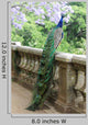 Peacock Fence Wall Decal