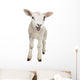 Lamb Wall Decal