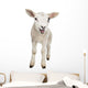 Lamb Wall Decal