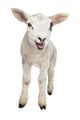 Lamb Wall Decal