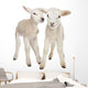 Two Little Lambs Wall Decal
