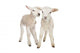 Two Little Lambs Wall Decal