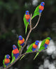 Australian Rainbow Lorikeets Gathered Wall Decal