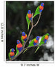 Australian Rainbow Lorikeets Gathered Wall Decal