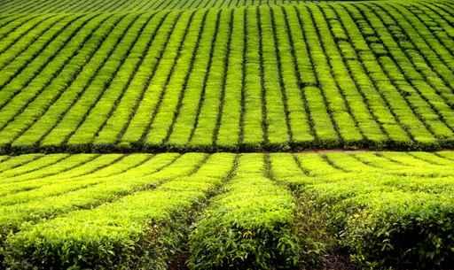 Tea Plantation Wall Decal