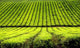 Tea Plantation Wall Decal