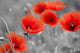 Red Poppies on Black and White Background - Horizontal Wall Decal