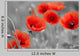 Red Poppies on Black and White Background - Horizontal Wall Decal