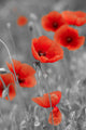 Red Poppies on Black and White Background - Vertical Wall Decal
