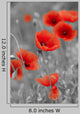 Red Poppies on Black and White Background - Vertical Wall Decal