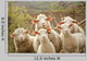 Sheep Pasture Wall Decal