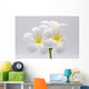 Flowers Frangipani Wall Decal