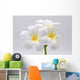Flowers Frangipani Wall Decal