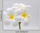 Flowers Frangipani Wall Decal