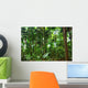 Beautiful Rain Forest Trees Wall Decal