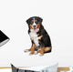 Bernese Mountain Dog Wall Decal